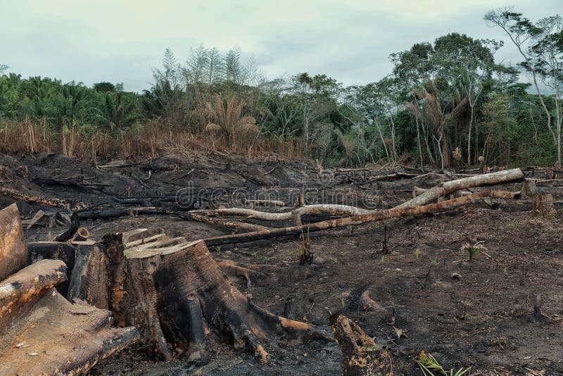 Rezultat wylesienie tropikalny las deszczowy z palącymi puszków polami i rozległą wyróbką