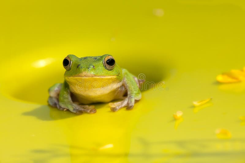 Rhacophorus arvalis royalty free stock photo