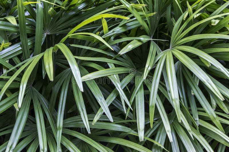 Rhapis excelsa or Lady palm