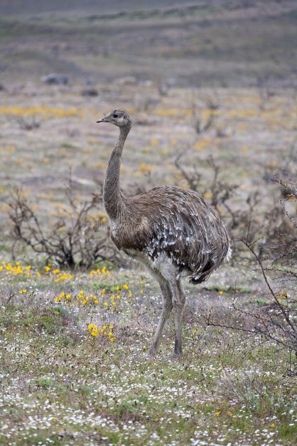 A Rhea (Rhea americana) in Torres Del Paine National Park in Patagonia in southern Chile. A Rhea (Rhea americana) in Torres Del Paine National Park in Patagonia in southern Chile