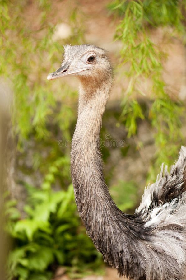 Rhea with it s mouth open stock image. Image of beak, animal - 7751637