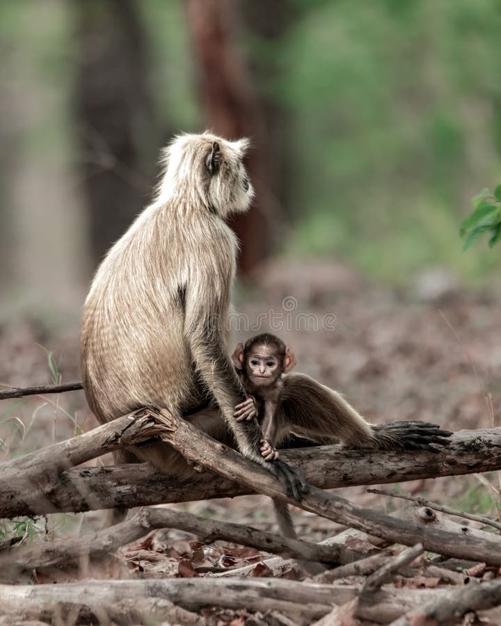 The black-footed gray langur (Semnopithecus hypoleucos) is an Old World monkey, one of the species of langurs. Found in southern India, this, like other gray langurs, is a leaf-eating monkey. Semnopithecus hypoleucos stock images, royalty-free photos and pictures