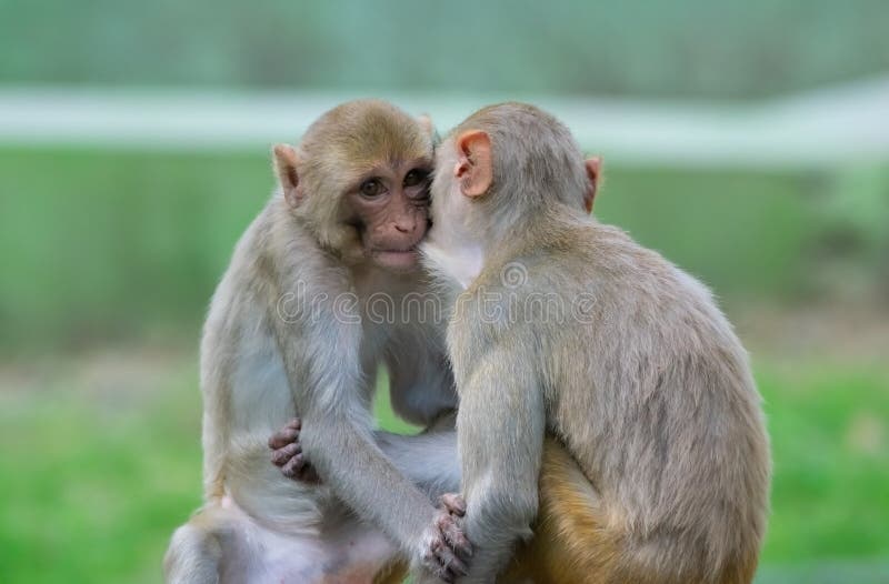 Rhesus macaque eller rödmögapor i aktion arkivbild