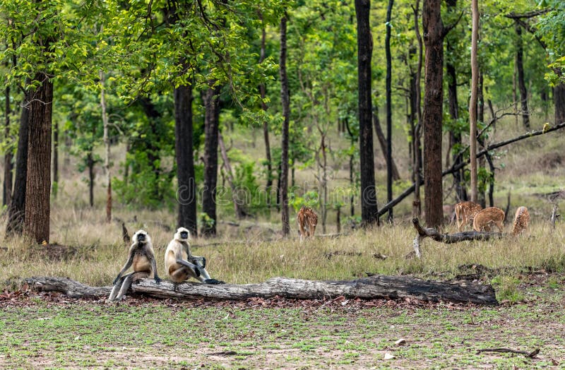The black-footed gray langur (Semnopithecus hypoleucos ) is an Old World monkey, one of the species of langurs. Found in southern India, this, like other gray langurs, is a leaf-eating monkey. Semnopithecus hypoleucos stock images, royalty-free photos and pictures