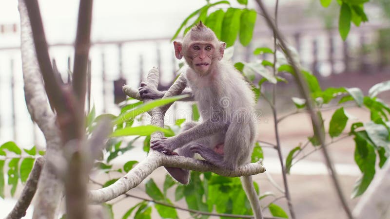 Rhesus Macaque Monkey Sitting on the Tree, Angry Talking and Jumping Away stock footage