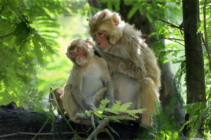 Rhesus macaques-mother picking louse stock photos