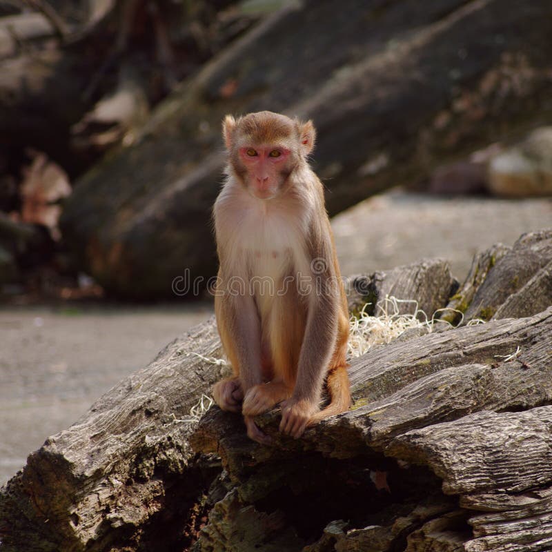 Rhesus Monkey at the Heidelberg S Zoo, Germany Stock Photo Image of detail, eating 19037806