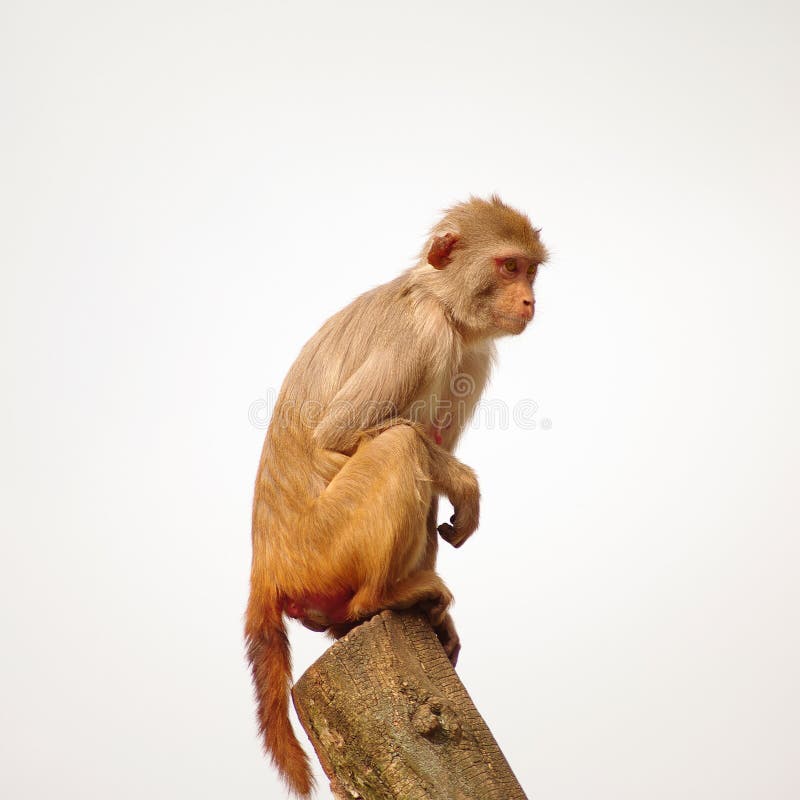 Rhesus monkey at the Heidelberg s Zoo, Germany