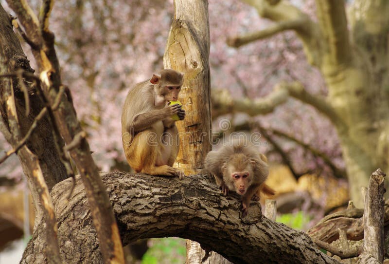 Rhesus Monkeys at Heidelberg Zoo, Germany Stock Photo Image of wildlife, primate 19037940