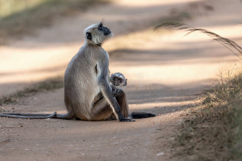 The black-footed gray langur (Semnopithecus hypoleucos) is an Old World monkey, one of the species of langurs. Found in southern India, this, like other gray langurs, is a leaf-eating monkey. Semnopithecus hypoleucos stock images, royalty-free photos and pictures