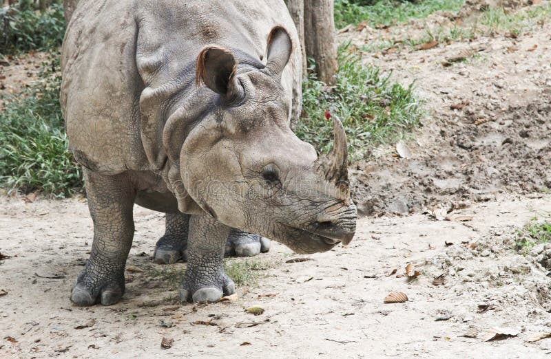 Rhino stock photo. Image of fauna, mammal, wildlife, strong - 22453442