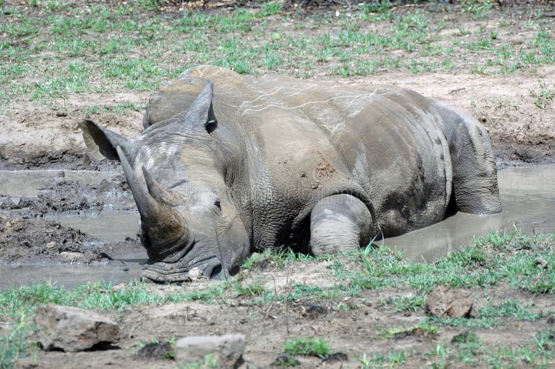 Rhino bath.