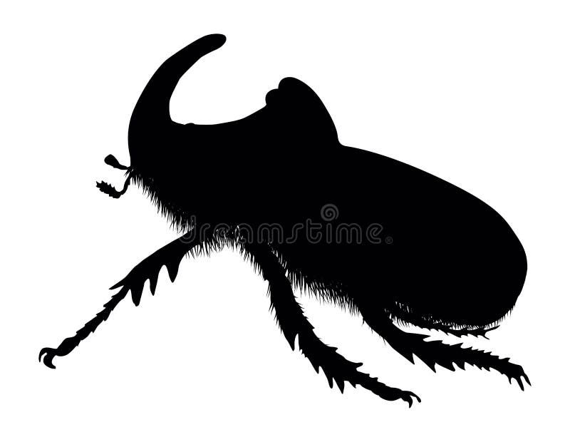 Rhino beetle