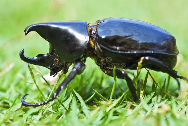 Rhino Beetle