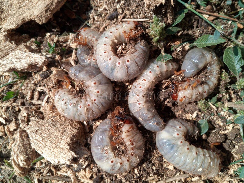rhinoceros beetle larvae rhinoceros beetle larvae