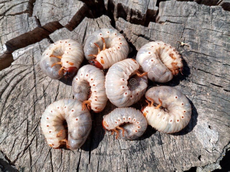 rhinoceros beetle larvae rhinoceros beetle larvae