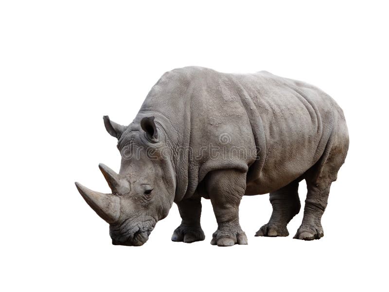 Rhino