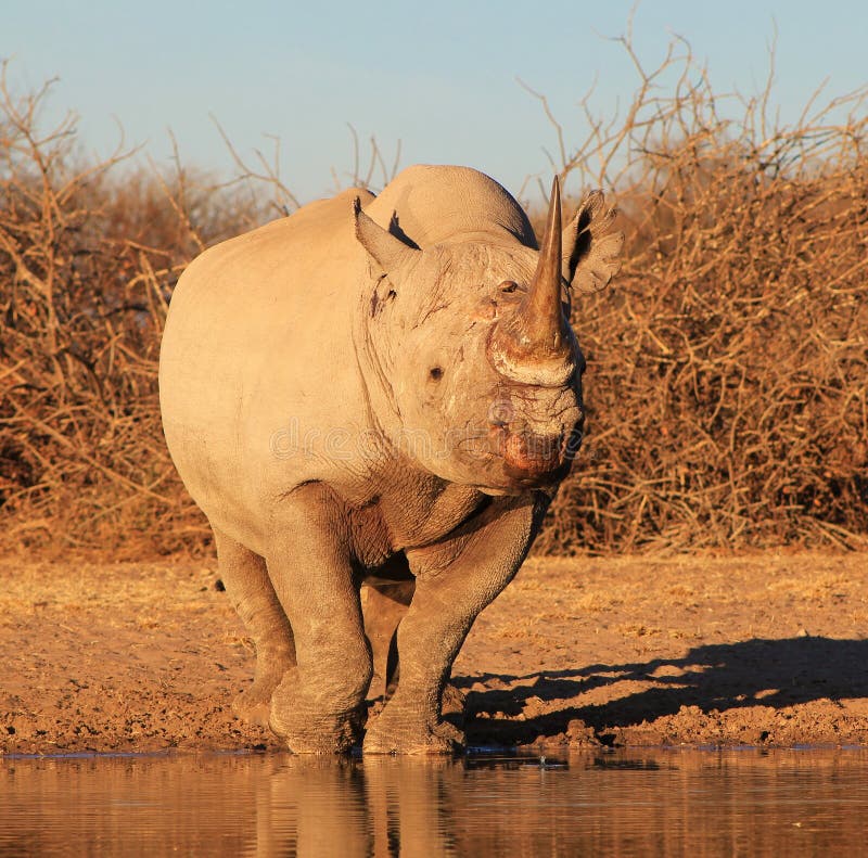 Rhino, Black - Endangered Species