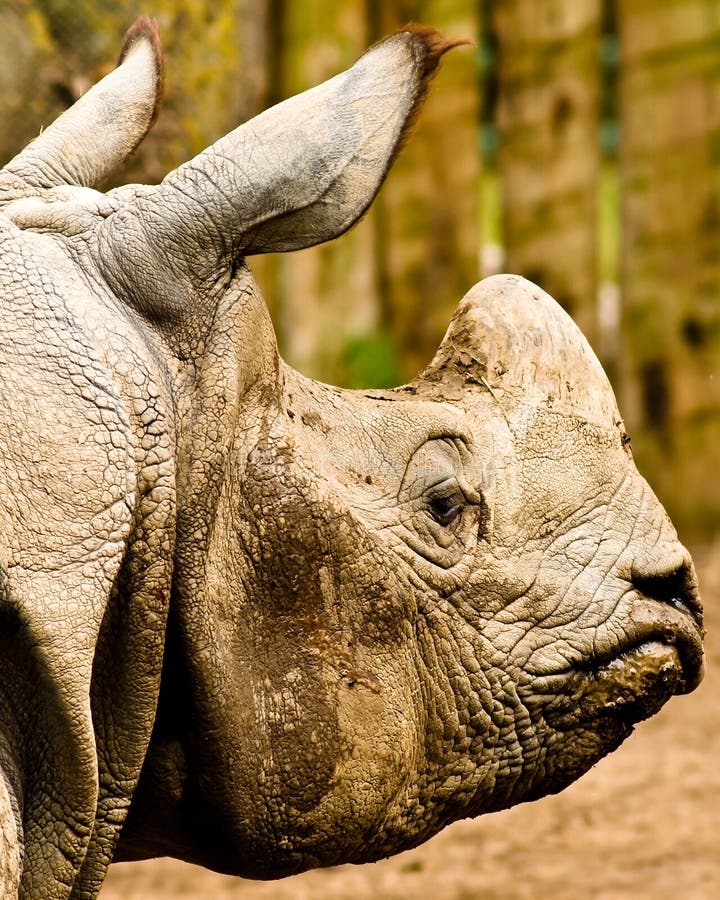 Rhino head stock image. Image of grumpy, ivory, africa 24866835