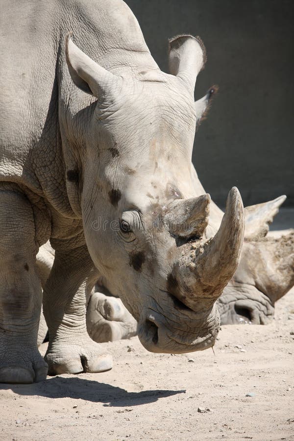 Cerca a de rinoceronte cabeza bruto piel a rollos de pan.