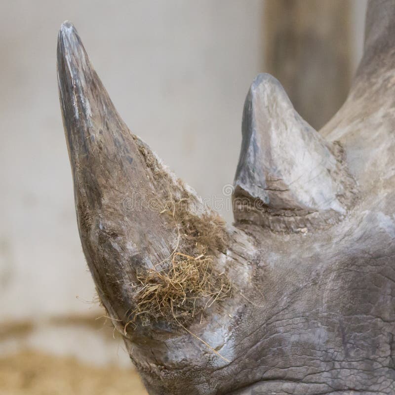 Rhino horn stock image. Image of education, endangered 14893185