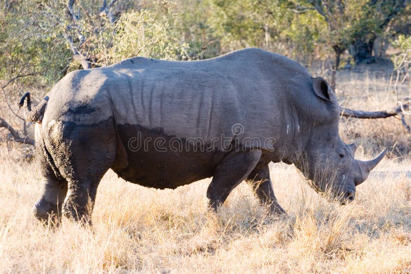 Rhino male