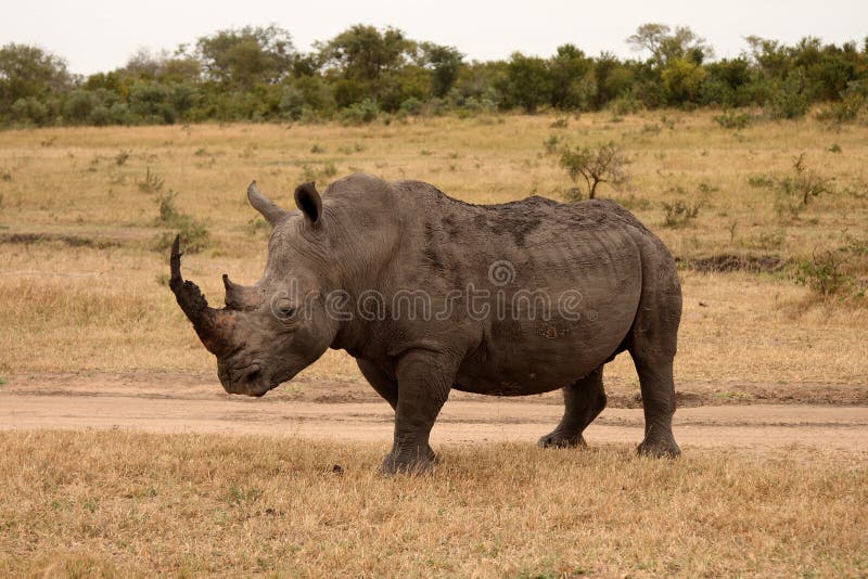 Rhino in Sabi Sand, South Africa