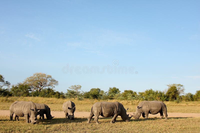 Rhino in Sabi Sand, South Africa