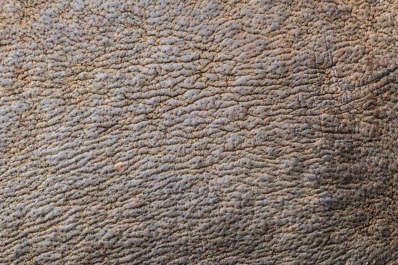 texture rhinoceros download texture rhinoceros download
