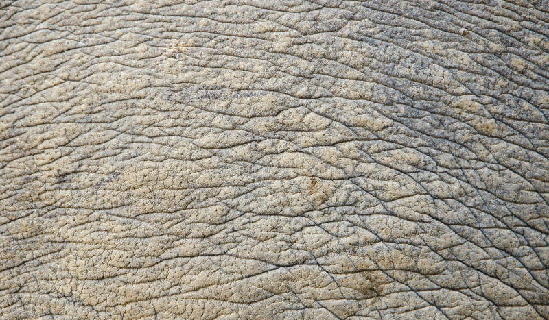 rhino texture download rhino texture download