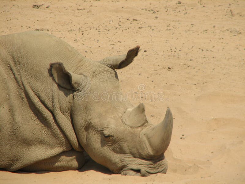 rhinoceros sound rhinoceros sound