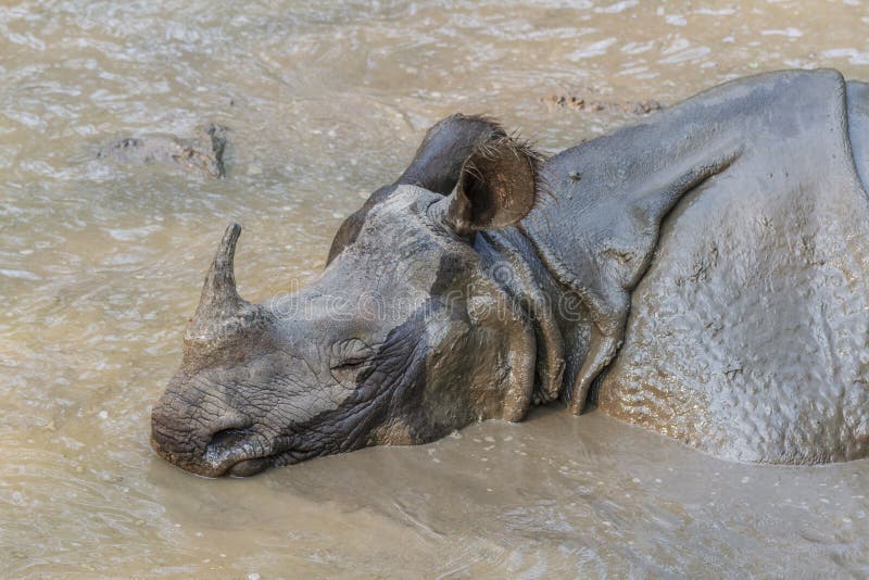 Rhino taking a mud bath