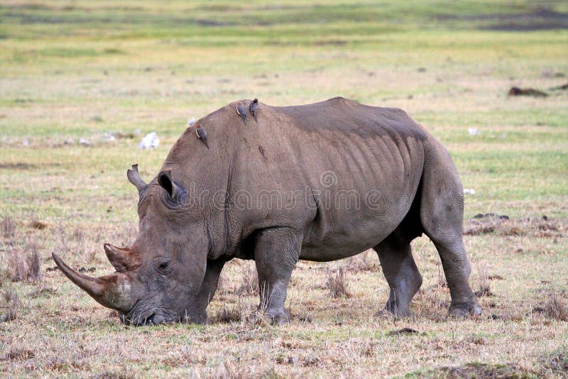 Rhino in tanzania national park