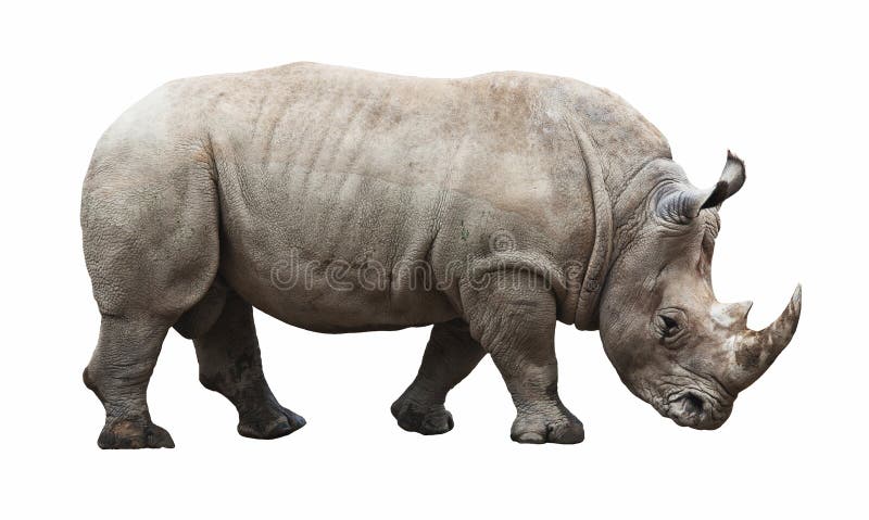 Rhino on white background