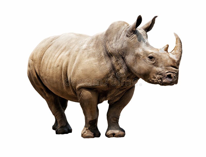 Rhino on white background