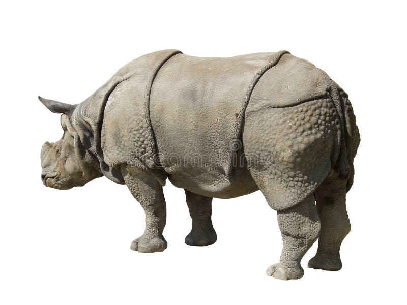 rhinoceros d rhinoceros d