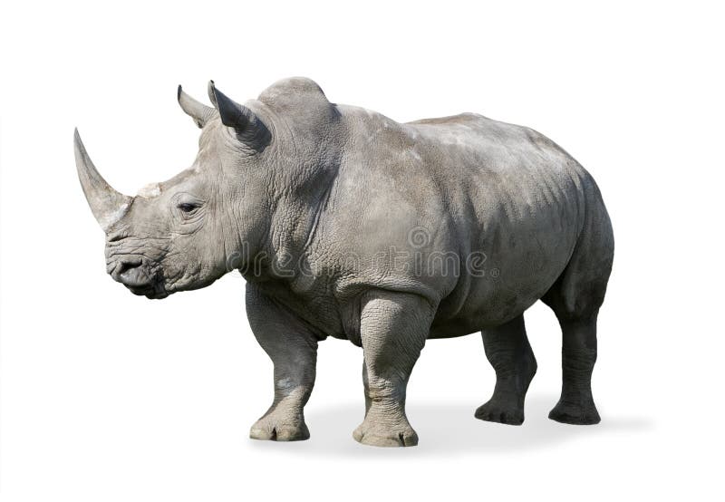 Rhinoceros