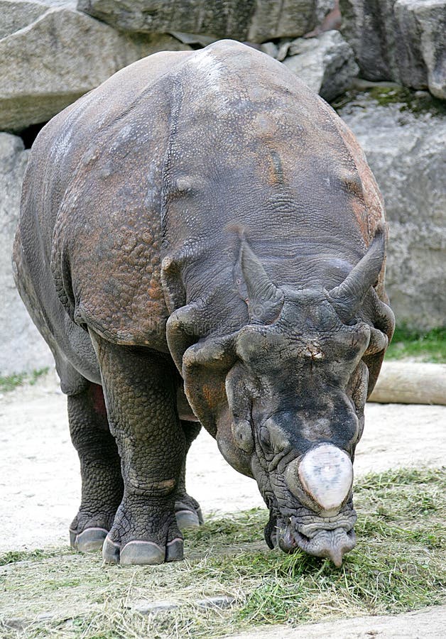 Rhinoceros 9