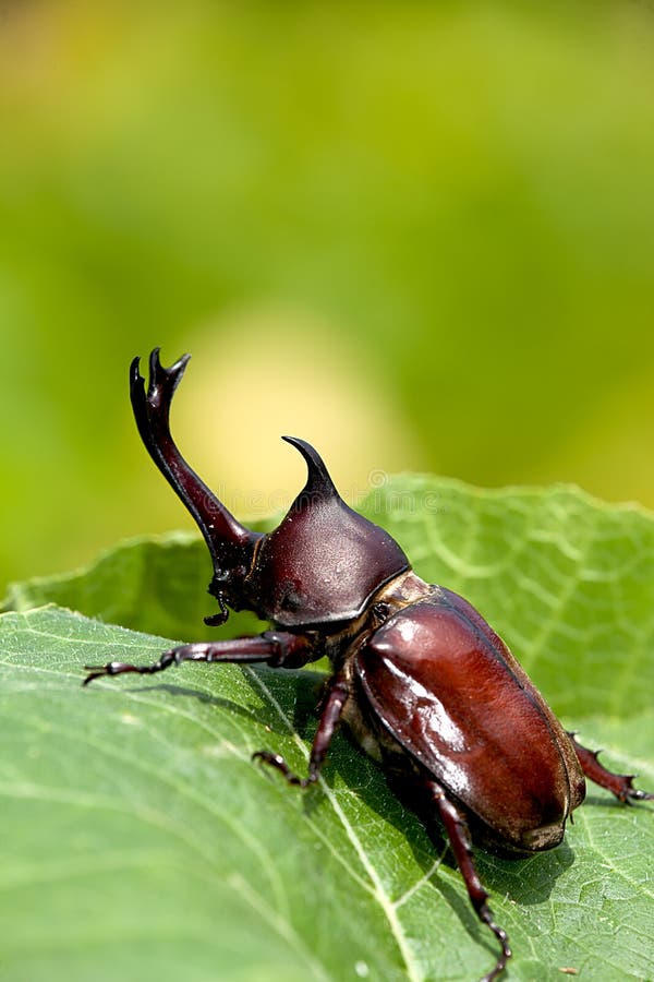 Rhinoceros beetle (Allomyrina dithotomus)