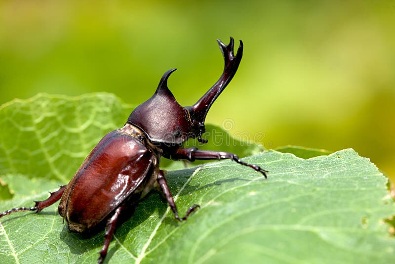 Rhinoceros beetle (Allomyrina dithotomus)