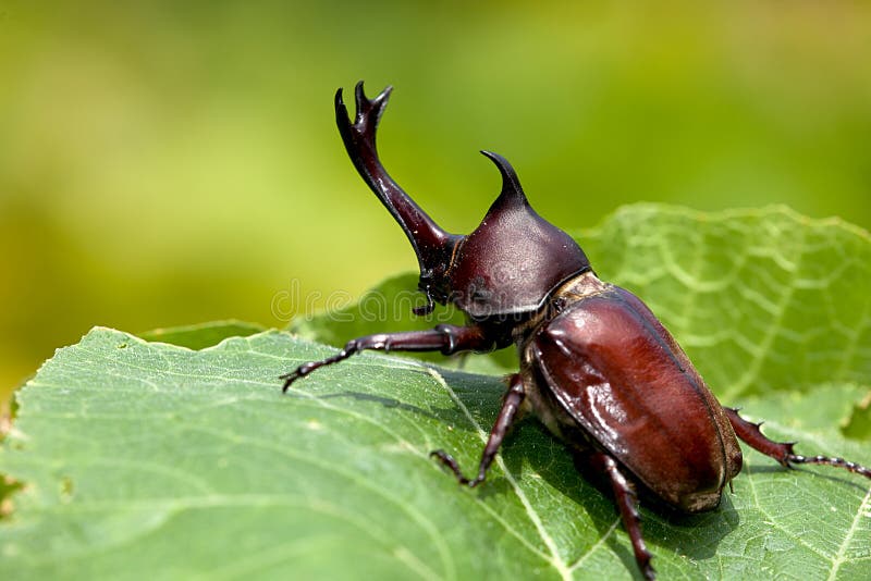 Rhinoceros beetle (Allomyrina dithotomus)