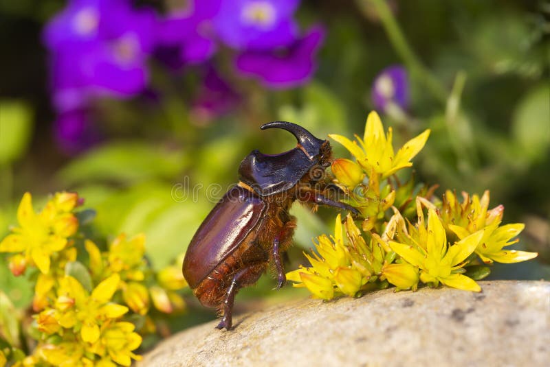 Rhinoceros beetle - Arthropoda