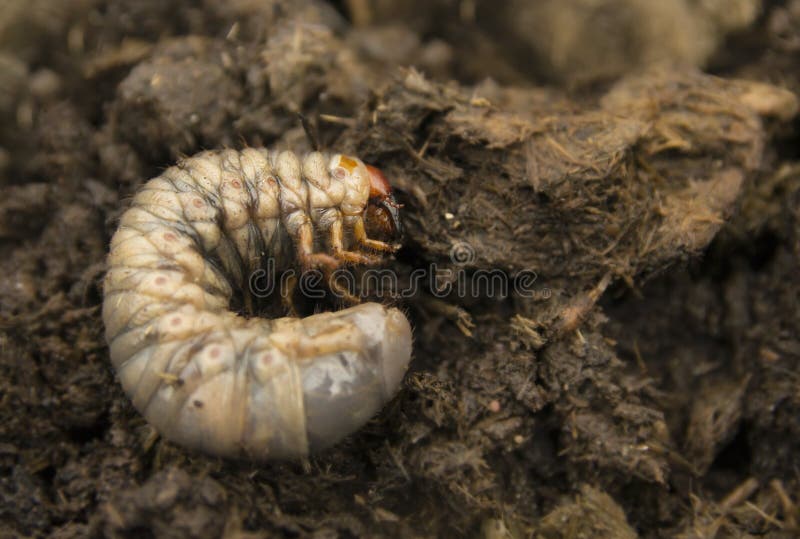 Rhinoceros beetle larva in ground