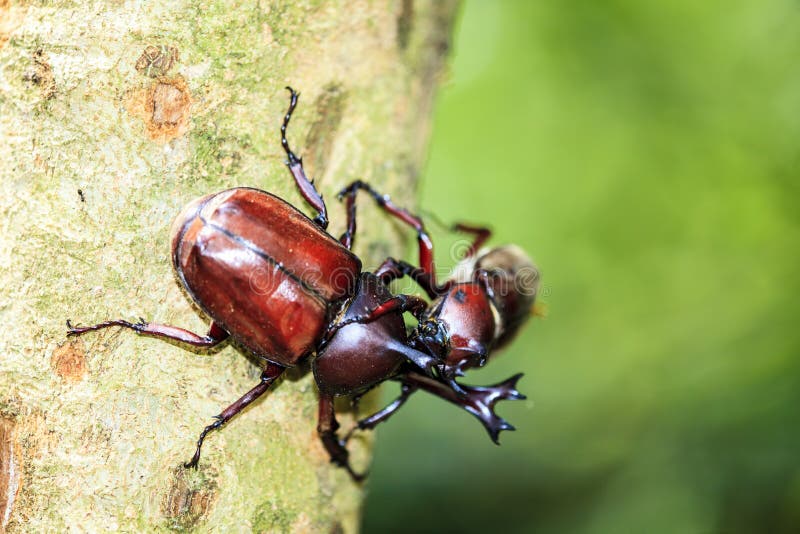 Rhinoceros beetle, Rhino beetle, Hercules beetle, Unicorn beetle