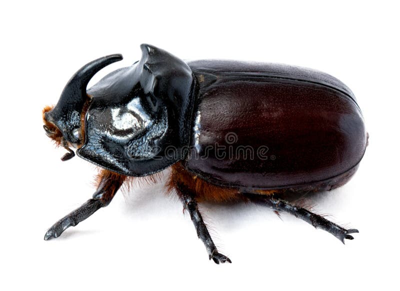 Rhinoceros beetle stock photos Rhinoceros beetle stock photos