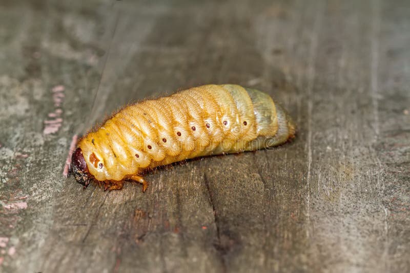 The Larva Rhinoceros Beetle on Its Side. Stock Photo - Image of rhinoceros, ural