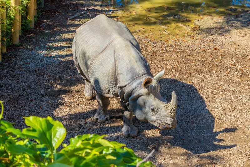 Rhinoceros in de dierentuin op een mooie zonnige dag stock fotografie Rhinoceros in de dierentuin op een mooie zonnige dag stock fotografie
