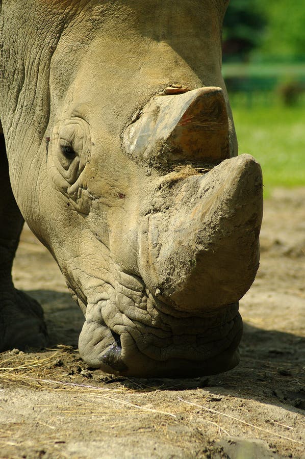 Rhinoceros eating grass peacefully