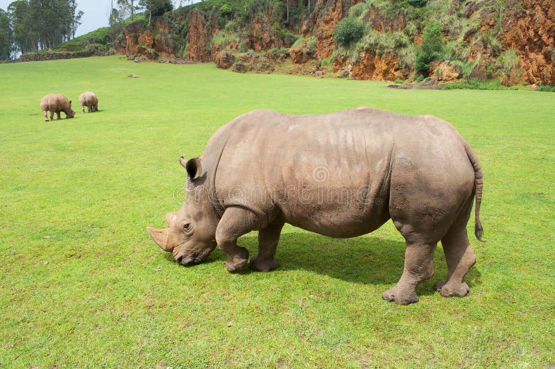 Rhinoceros eating grass peacefully, Cabarceno