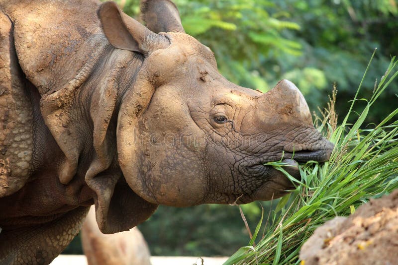 Rhinoceros eating green grass